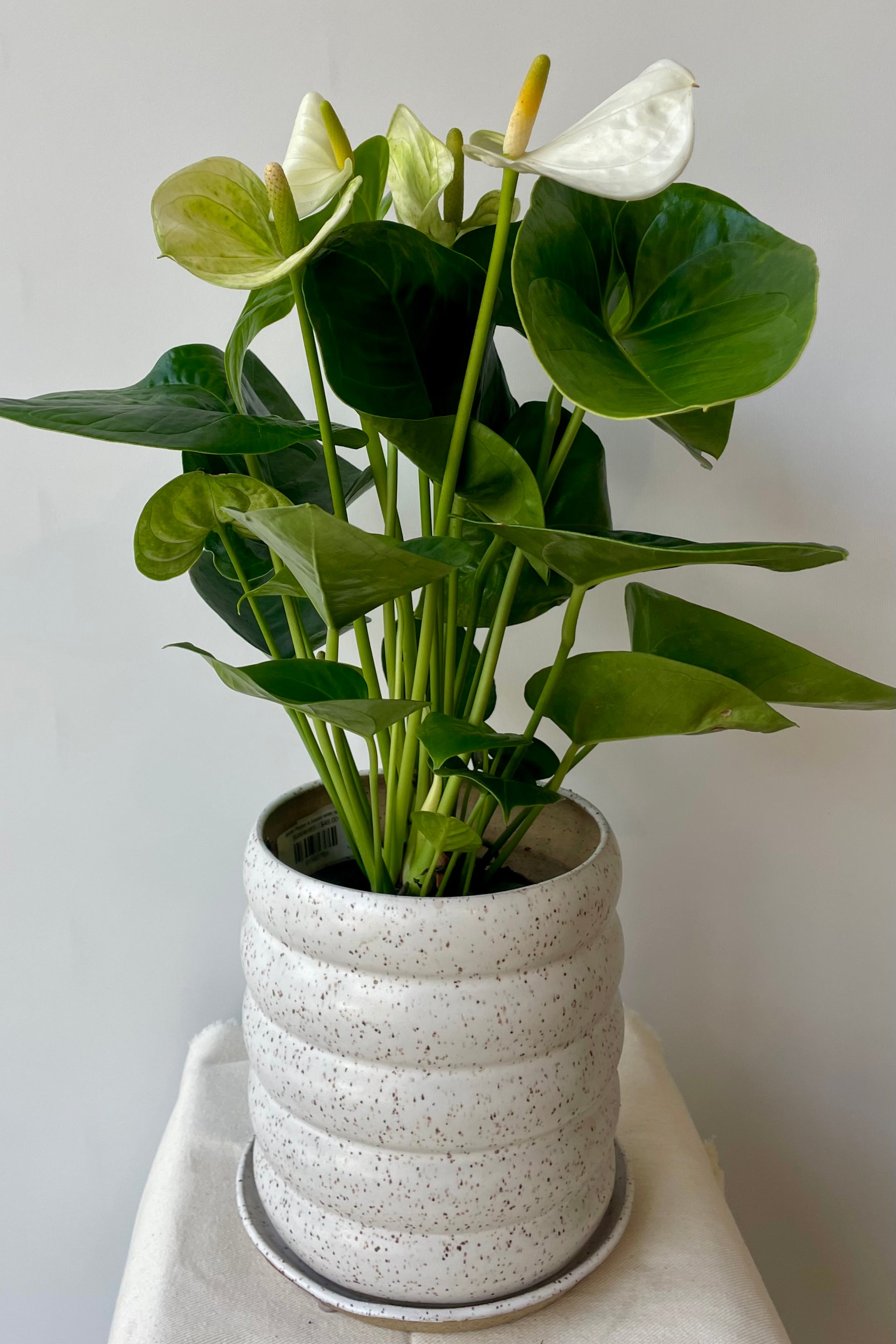 Winter Wonder: White Anthurium in HandmadeStoneware at Sprout Home