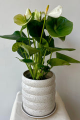 Photo of an Anthurium plant with green broad leaves and white flowers planted in a speckled stoneware planter and saucer. It sits on a white pedestal against a white wall.