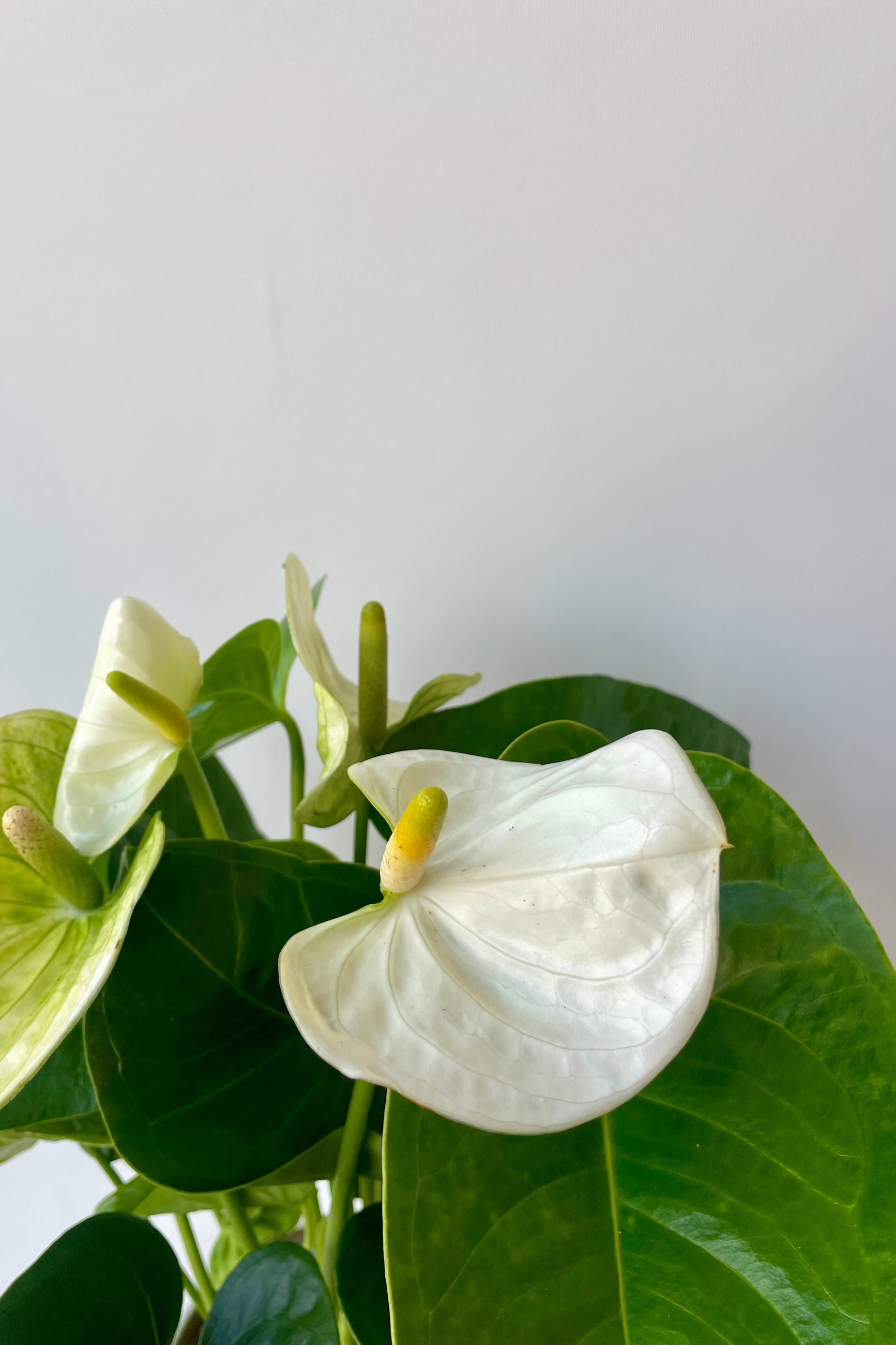 Close photo of white anthurium flowers and green leaves against a white wall at Sprout Home. ©Sprout Home