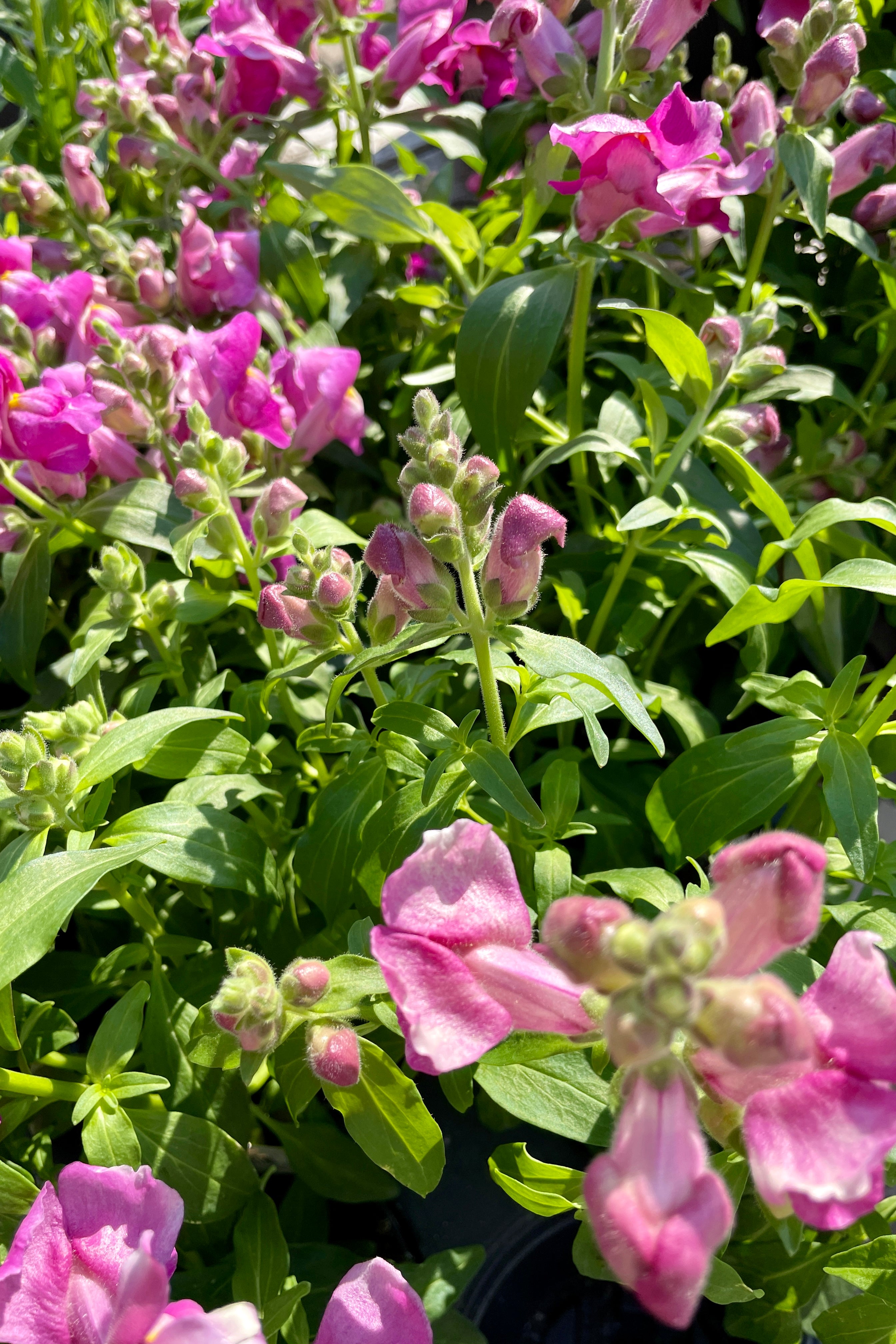 Snapdragon 'Snapshot Purple' annual showing a group of the annuals and their light purple colored flowers at Sprout Home. 