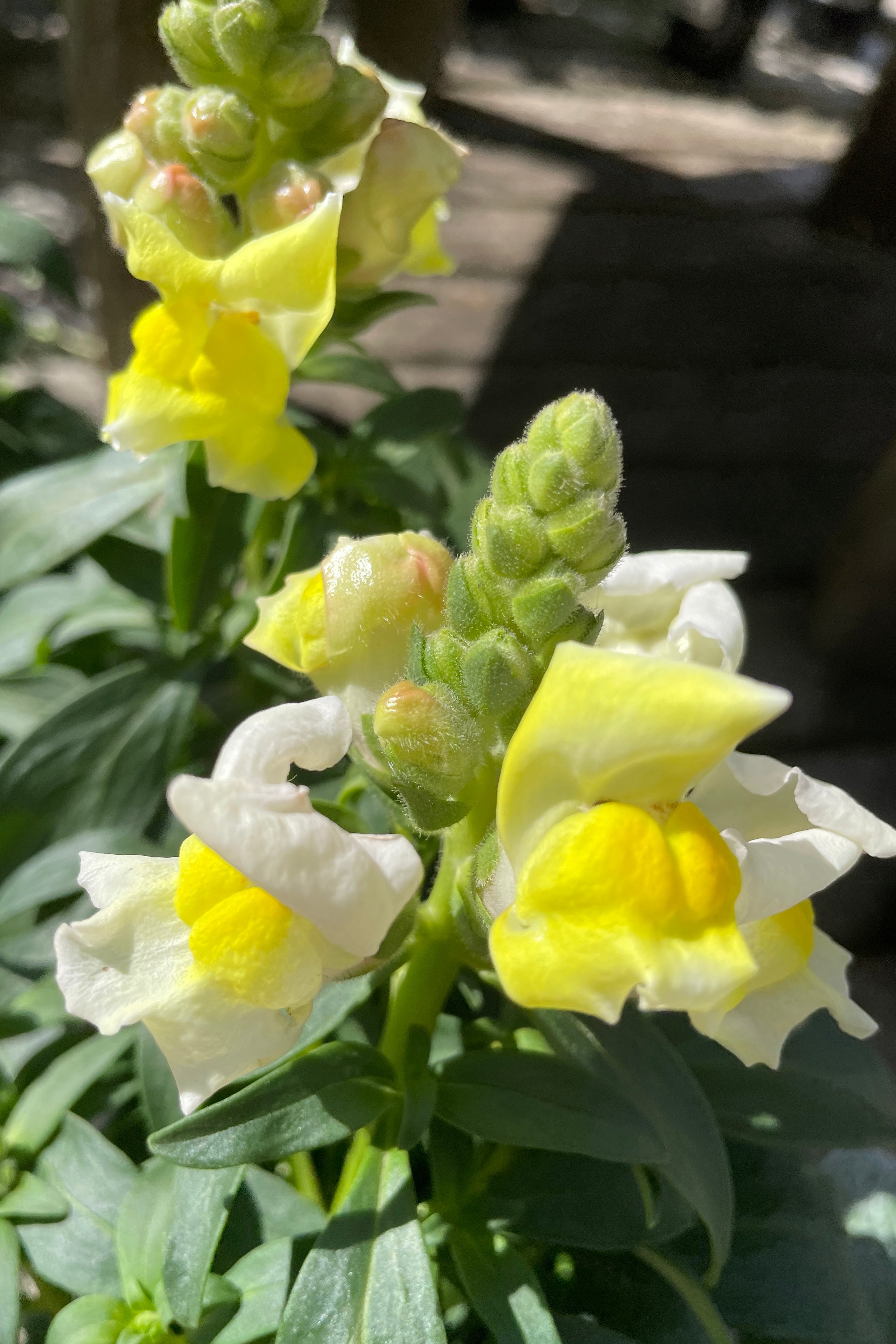 a close of of a 'Snaptastic Yellow' snapdragon annual in the Sprout Home yard in the beginning of April with its white and yellow flowers. 