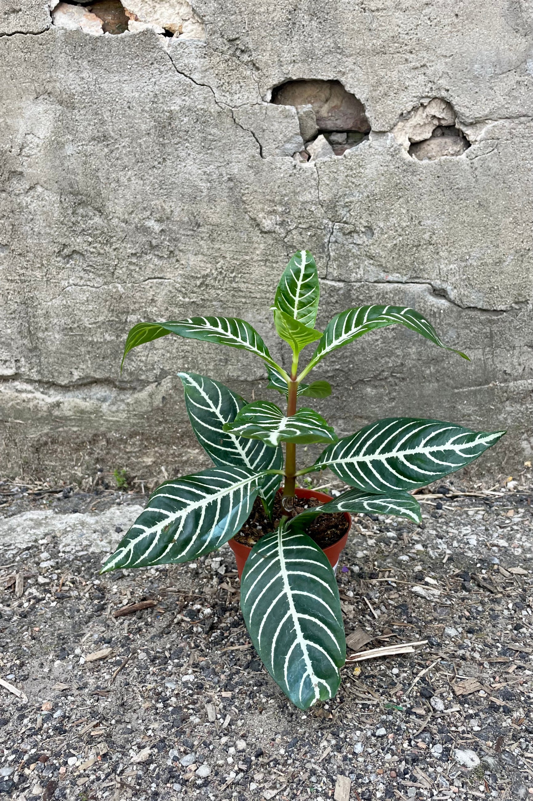 Photo of a plant with large dark green leaves. The leaves are held on a vertical stem and each have pronounced center and secondary veins of white. The plant is in an orange pot and photographed against a cement wall. The Aphelandra plant is sometimes called a "Zebra plant." ©Sprout Home
