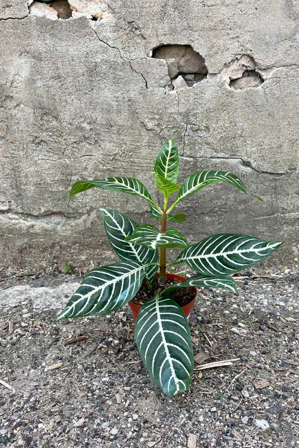 Photo of a plant with large dark green leaves. The leaves are held on a vertical stem and each have pronounced center and secondary veins of white. The plant is in an orange pot and photographed against a cement wall. The Aphelandra plant is sometimes called a "Zebra plant."