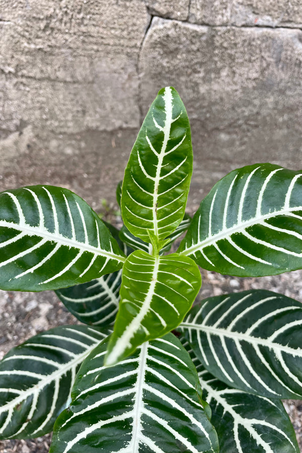 Close Photo of a plant with large dark green leaves. The leaves are held on a vertical stem and each have pronounced center and secondary veins of white. The plant is in an orange pot and photographed against a cement wall. The Aphelandra plant is sometimes called a "Zebra plant."