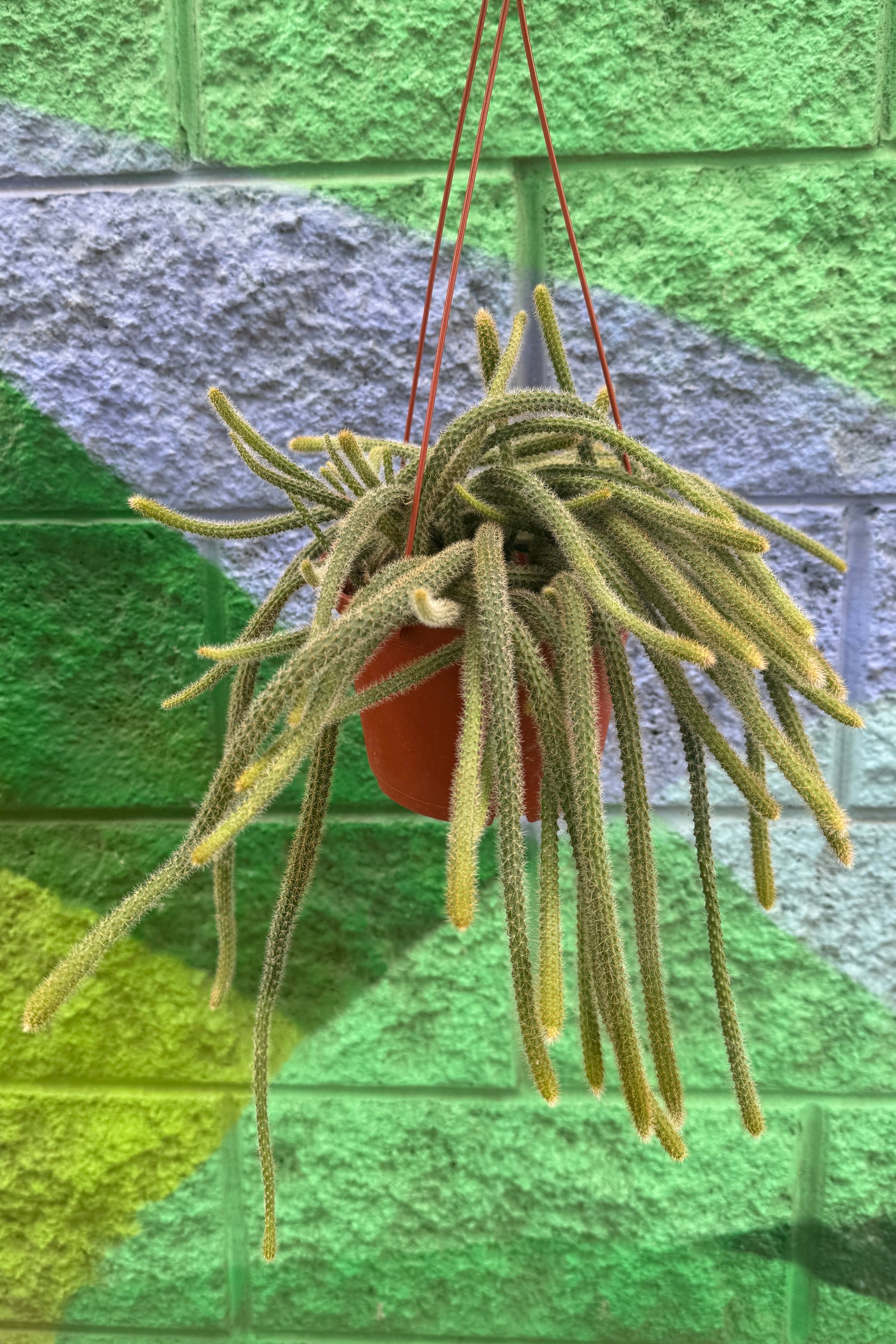 Aporocactus flagelliformis hanging in front  of graphic wall ©Sprout Home