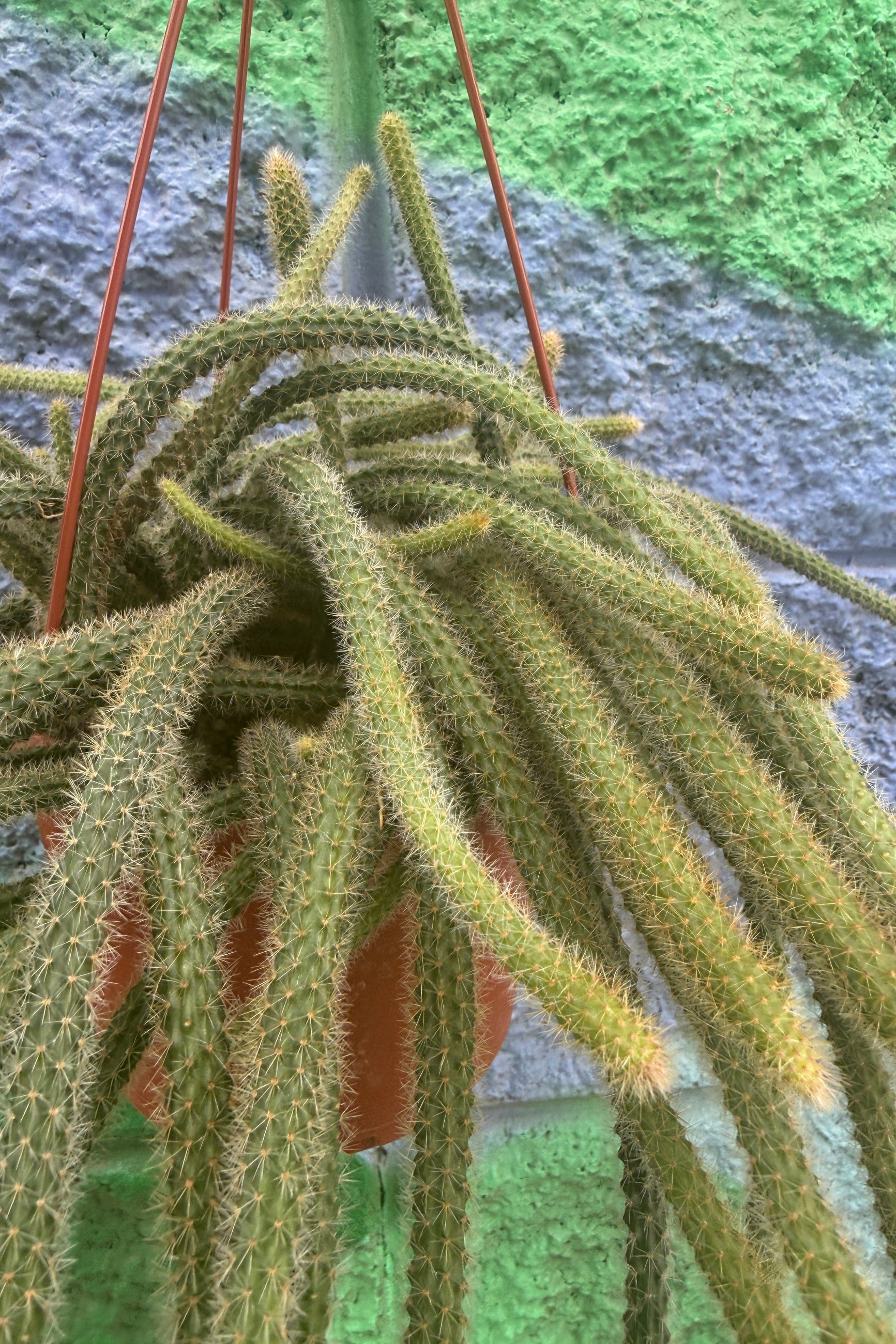 Close-up of a Aporocactus flagelliformis cactus plant with a blurred natural background ©Sprout Home