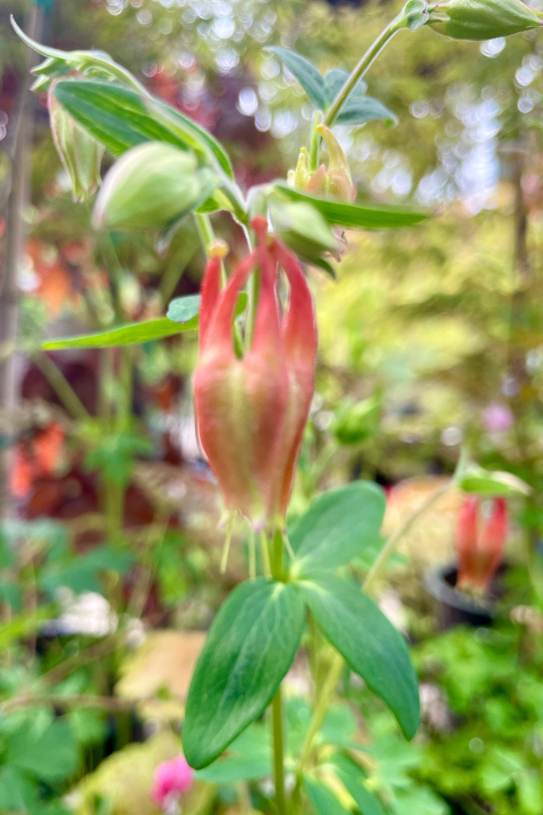 Aquilegia canadensis in bloom mid May and up close. ©Sprout Home