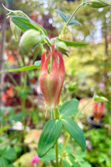 Aquilegia canadensis in bloom mid May and up close.