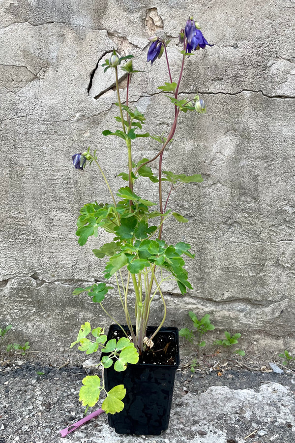 Aquilegia alpina in a qt size growers pot blooming the beginning of May with its nodding purple flowers above soft light green foliage in front of a concrete wall. 