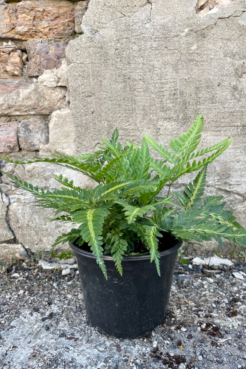 Photo of the fern Arachniodes simplicor 'Variegata' in a black pot against a cement wall.