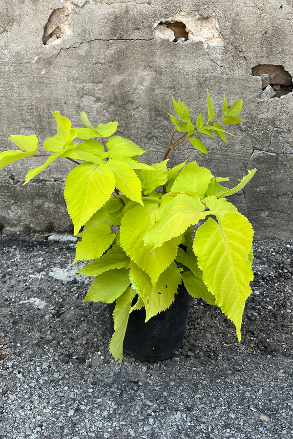 photo of Aralia "Sun King" Spikenard Perennial, bright chartreuse leaves, photo taken in July