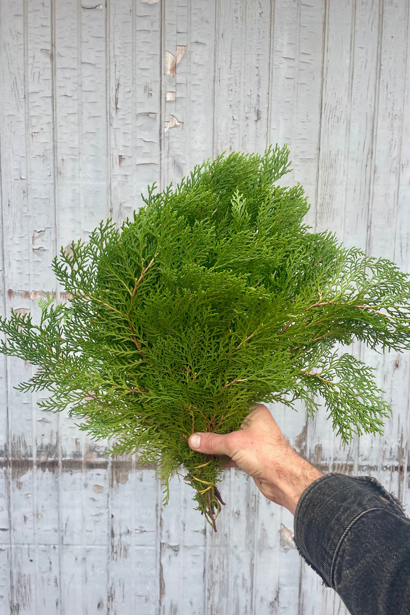 A hand holding a bundle of evergreens in front of a wooden wall ©Sprout Home