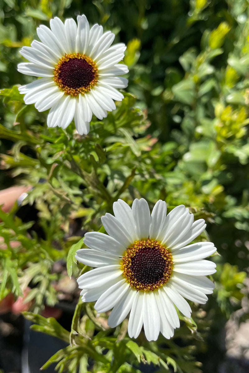 Argyranthemum 'Grandaisy White' in full bloom in May showing its white petals with yellow center flowers. 