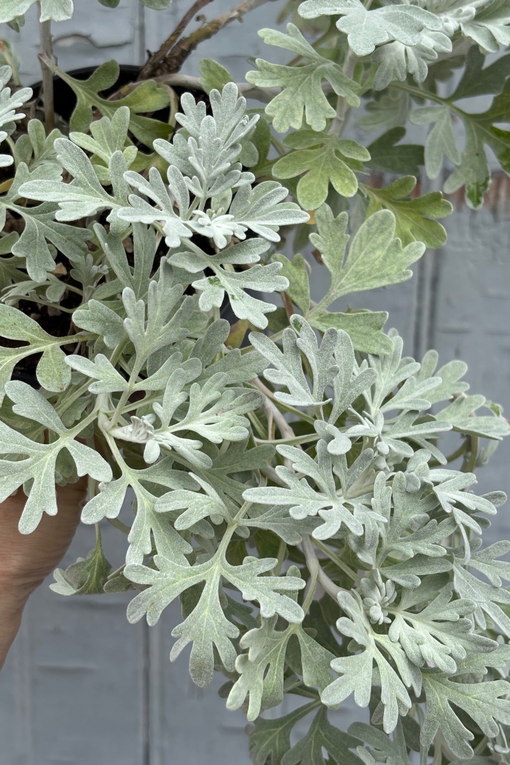 Close up of a trailing plant with feathery, silver, green foliage against a grey wall ©Sprout Home