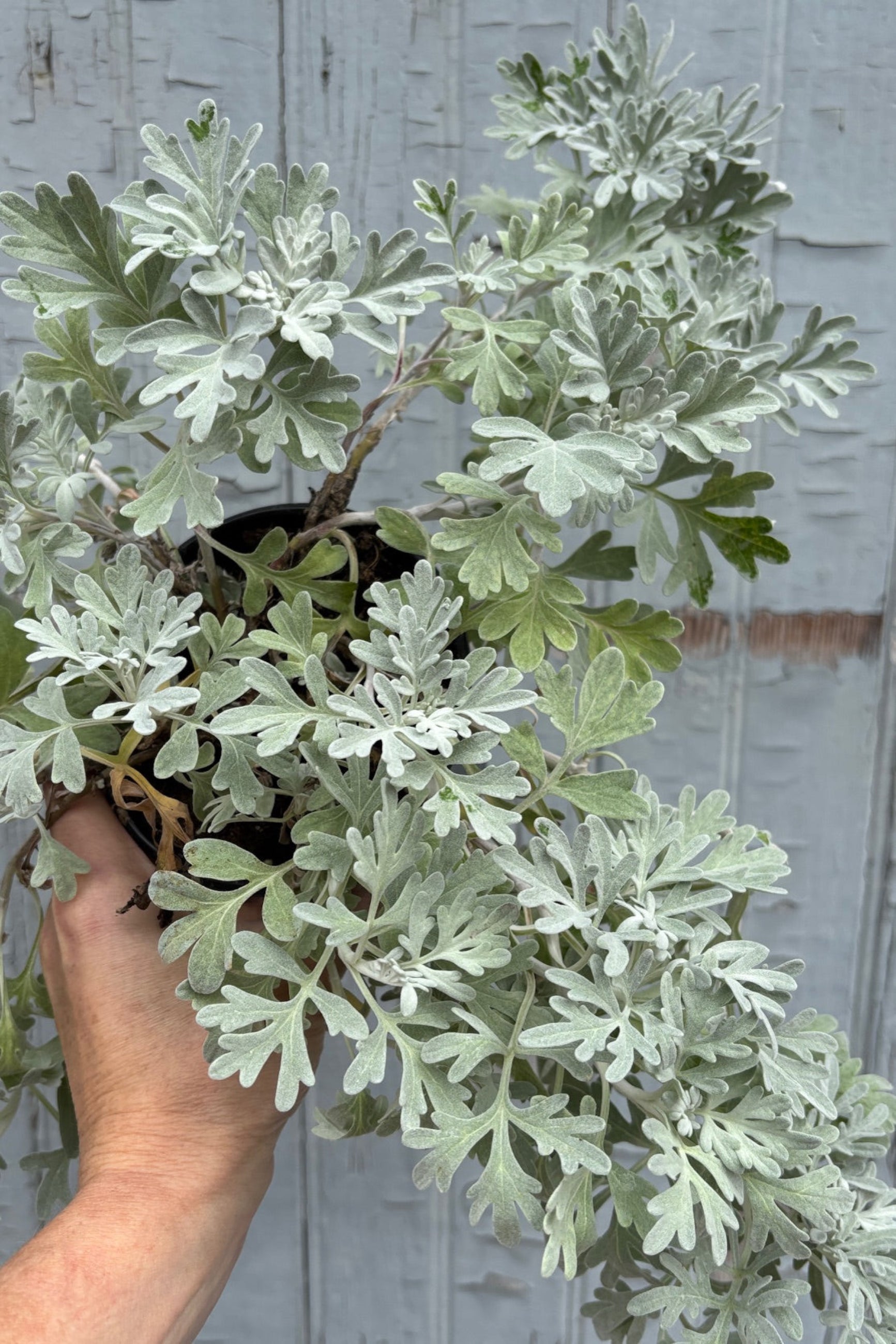 Hand holding a trailing plant with feathery, silvery green foliage against a grey wall ©Sprout Home