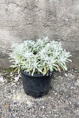 Artemisia 'Garden Ghost' in a #1 growers pot the end of May with its white grey leaves starting to fill out out over the container. 