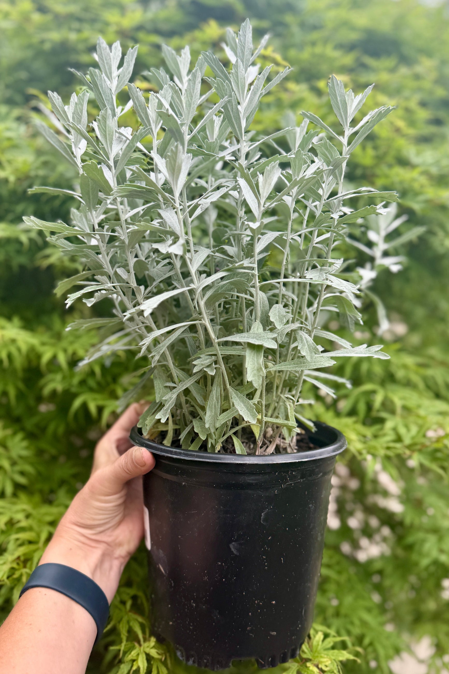 Artemisia 'Garden Ghost' mid June in a #1 growers pot ©Sprout Home