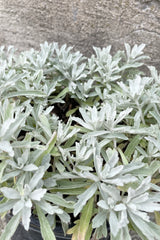 Artemisia 'Garden Ghost' up close showing the white grey fuzzy textural leaves the end of May at Sprout Home. 