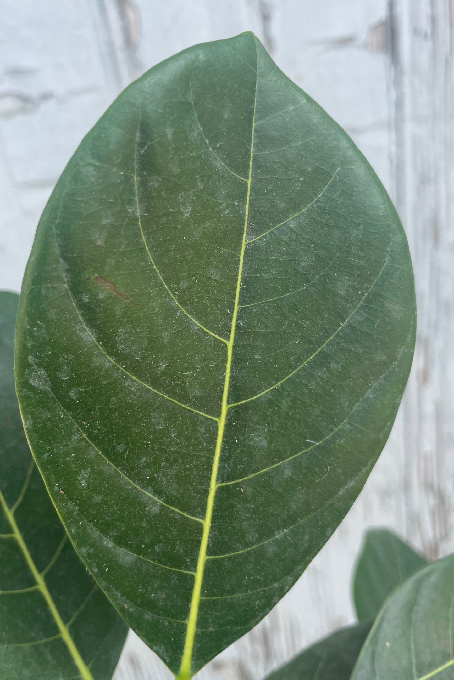 Close photo of a wide green leaf in front of a gray wall. The leaf has a prominent middle vein and a point at the tip. It is the leaf of a Jackfruit tree. ©Sprout Home