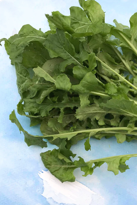 Arugula bunch on a blue white background.