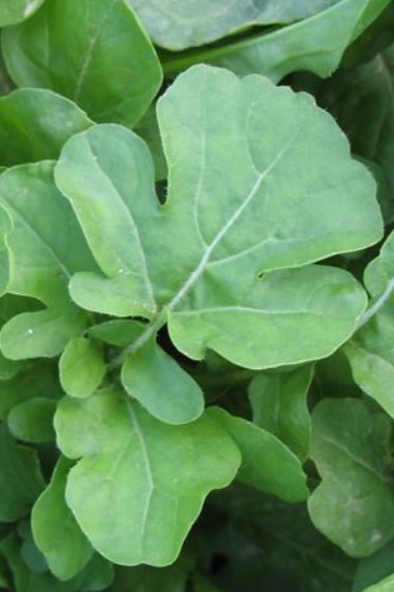 Detail of Arugula greens