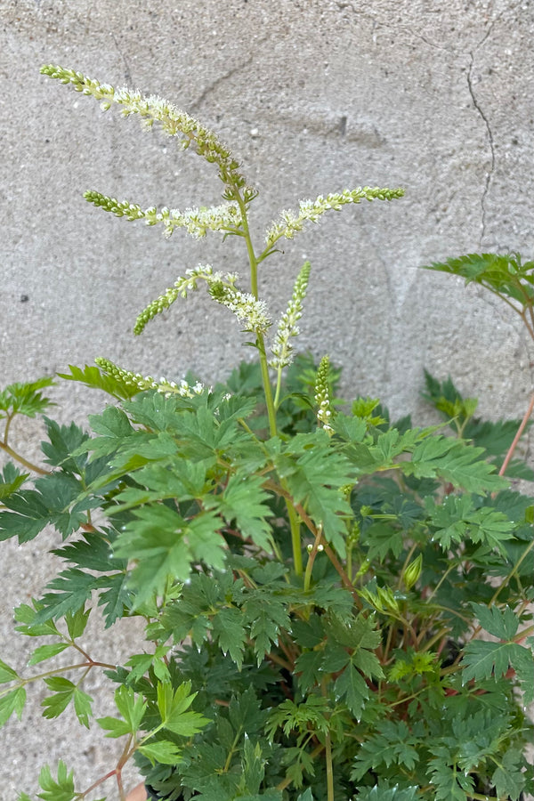 Aruncus 'Noble Spirits' in bloom end of May showing its white flower above lacy green foliage up close.