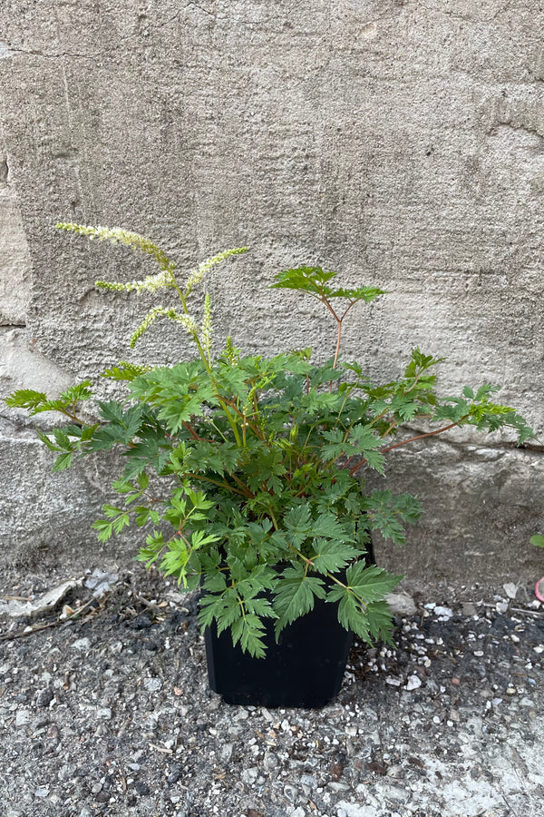 Aruncus 'Noble Spirits' in a 1qt size pot the end of May just starting to bloom with its white flowers above green lacy foliage. 