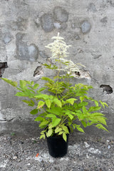 Aruncus diocus in a #1 growers pot the middle of June in bloom with its clusters of white flowers above the light green foliage. 