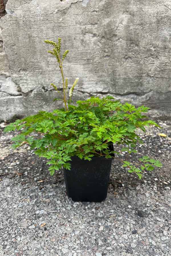 Aruncus 'Noble Spirits' in a #1 growers pot the beginning of July with buds and bloom