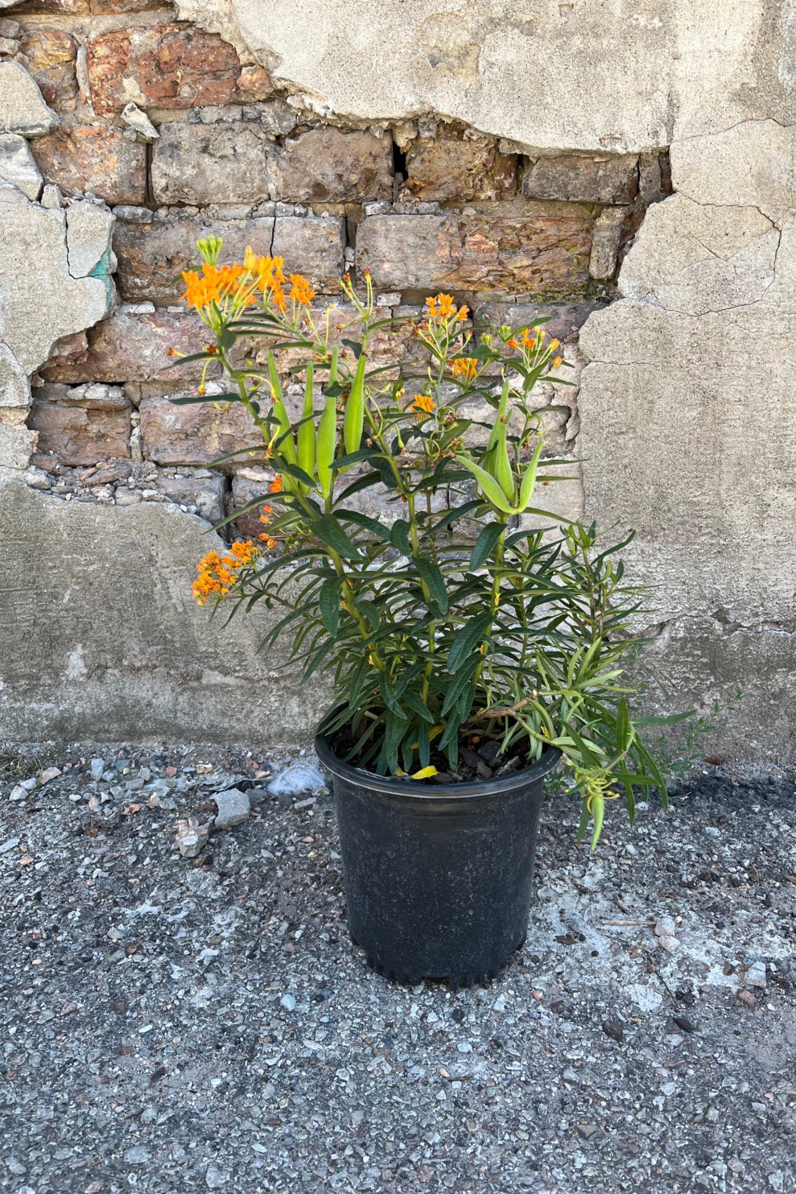 Asclepias tuberosa in a #1 pot in mid August with its bright orange flowers in full bloom. ©Sprout Home