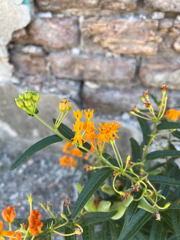 The bright orange flowers of butterfly weed in mid August