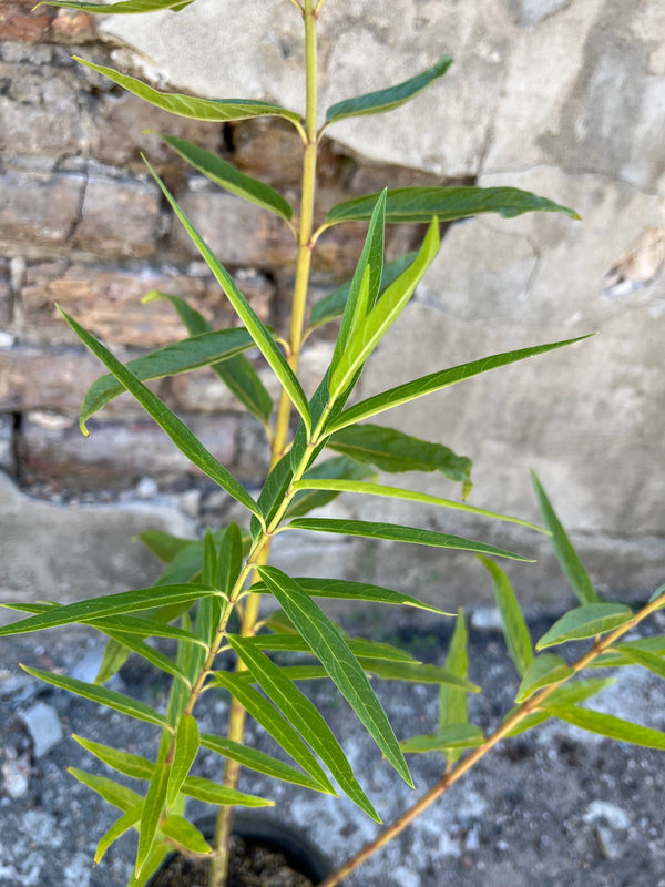 detail image of Asclepius 'Cinderella' perennial mid Augsut at Sprout Home