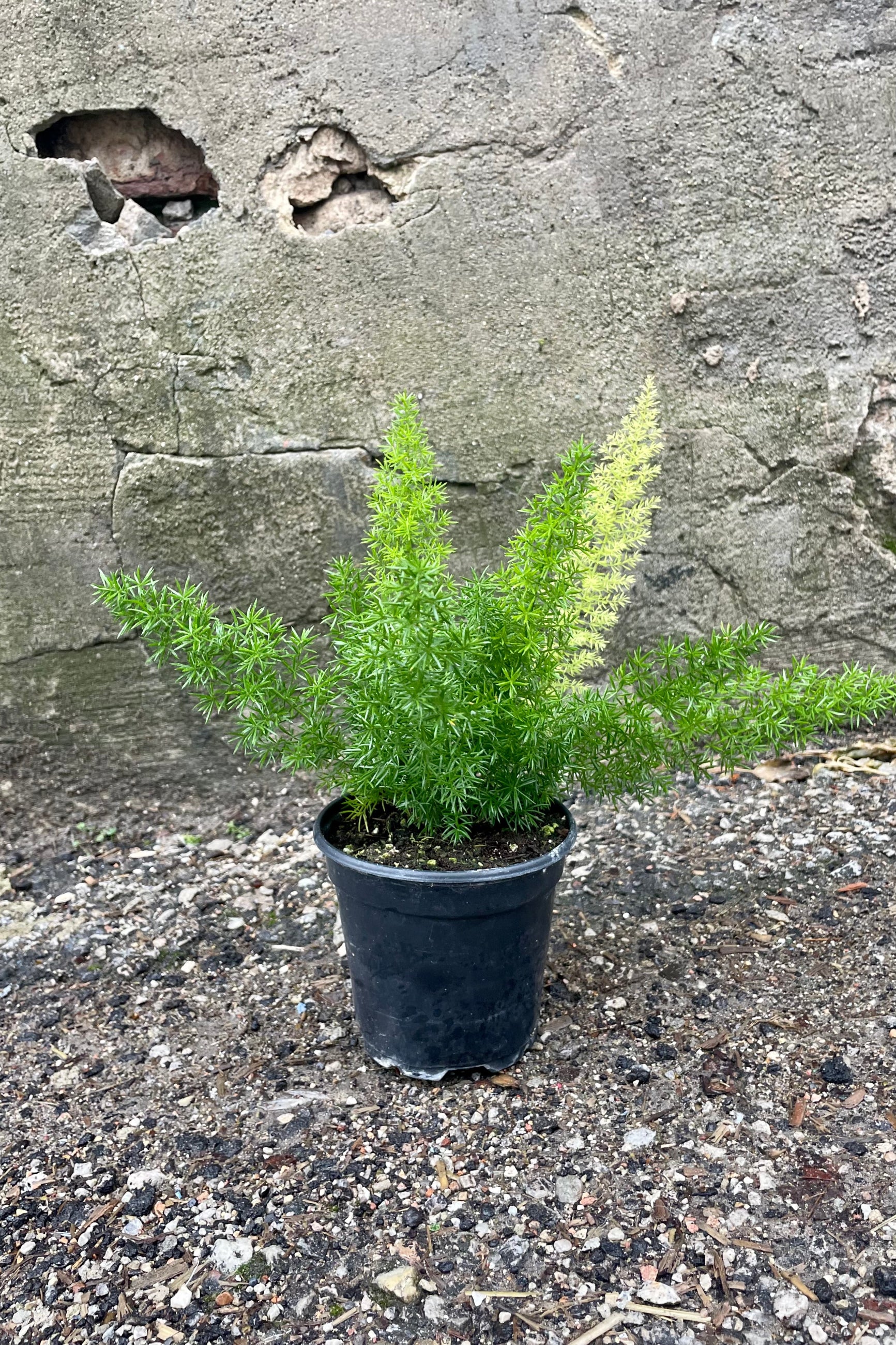 Asparagus Myersii plant in a black pot against a cement wall. ©Sprout Home