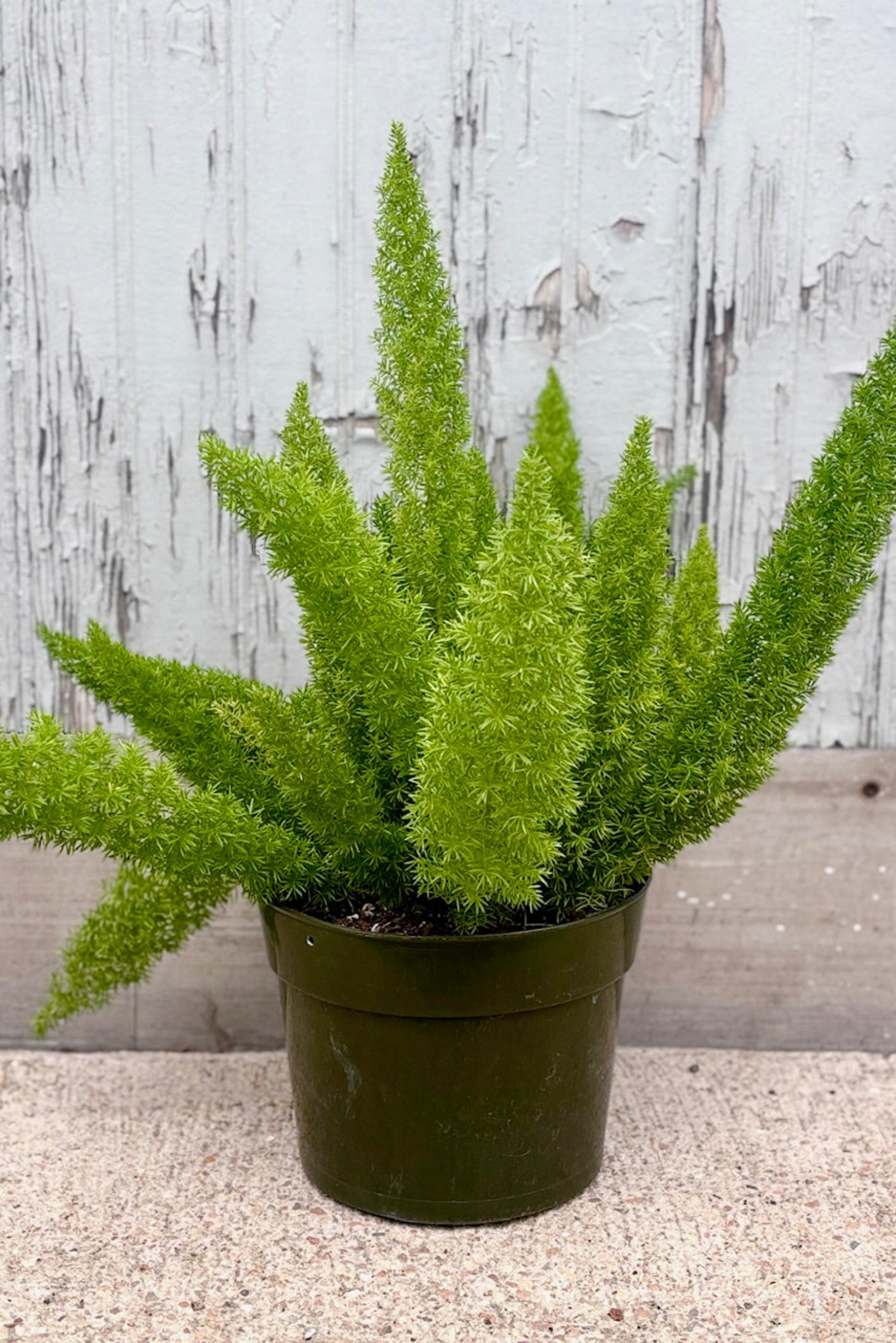 Asparagus densiflorus 'Myersii' against a grey wall ©Sprout Home