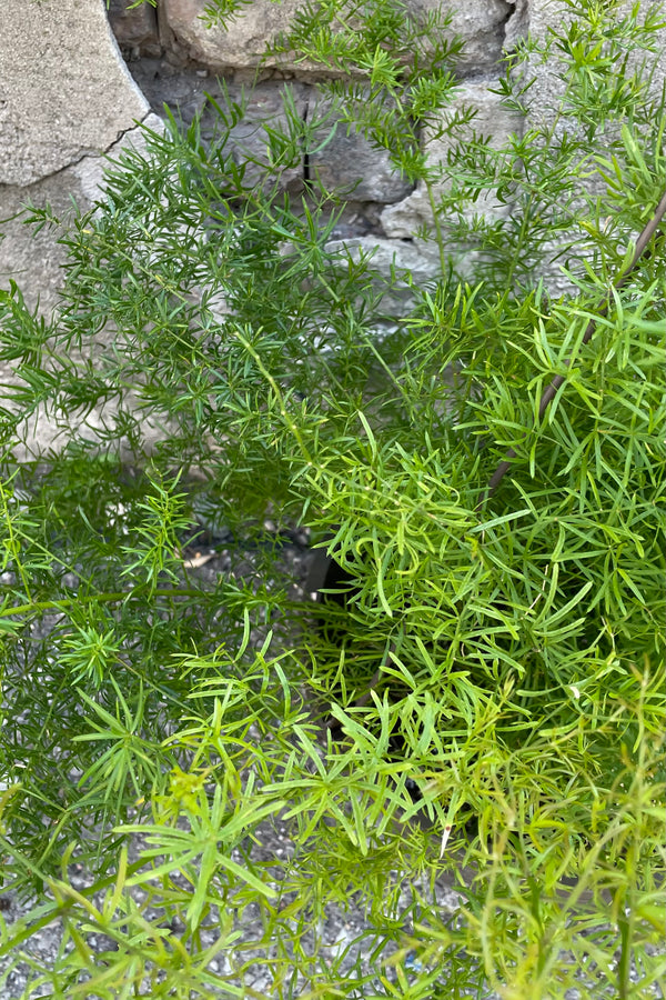 A detailed view of Asparagus aethiopicus 'Sprengeri' HB 10" against concrete backdrop