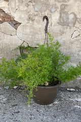 A full view of Asparagus aethiopicus 'Sprengeri' HB 10" in hanging pot against concrete backdrop