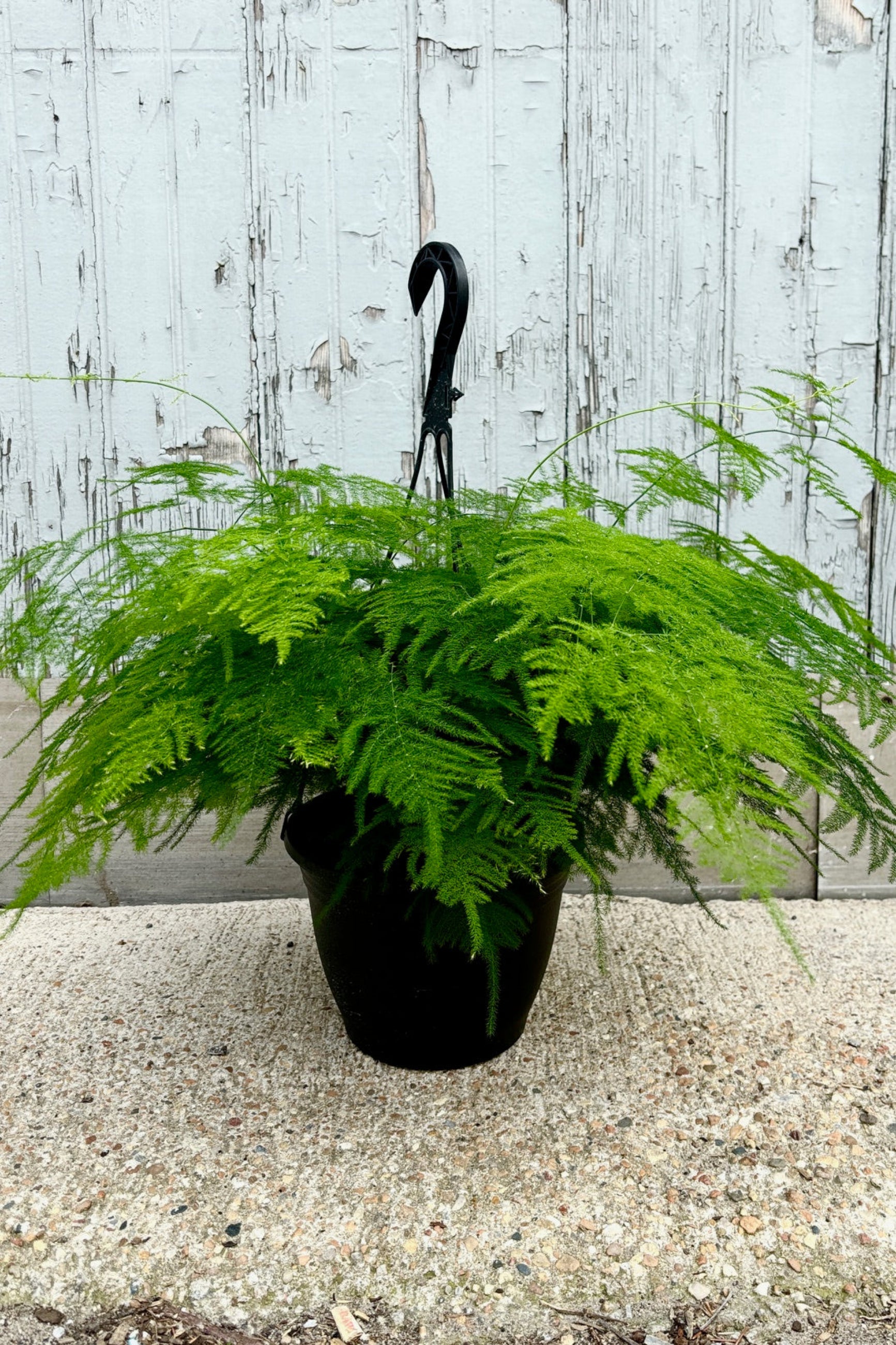 Front view of Asparagus Plumosa Fern in a hanging pot displayed against a grey wall ©Sprout Home