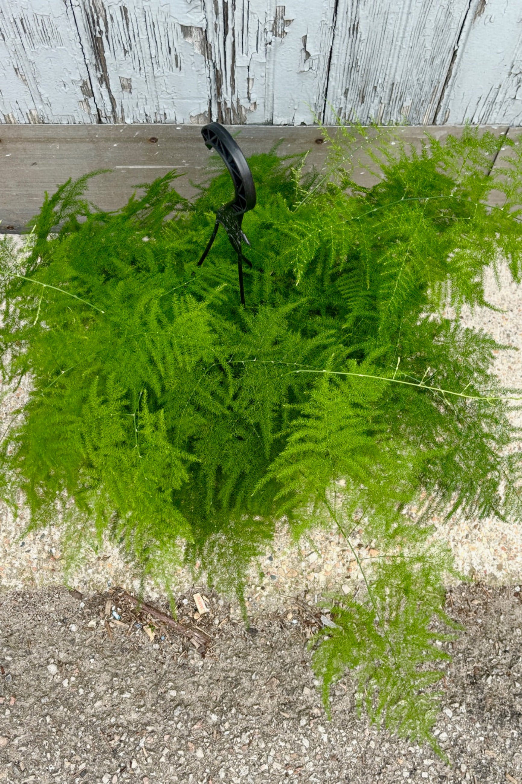 Top view of Asparagus Plumosa Fern in a hanging pot displayed against a grey wall ©Sprout Home