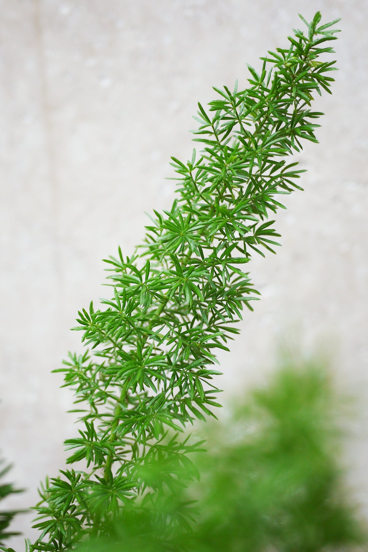 Green Asparagus fern  plant against a blurred background ©Sprout Home