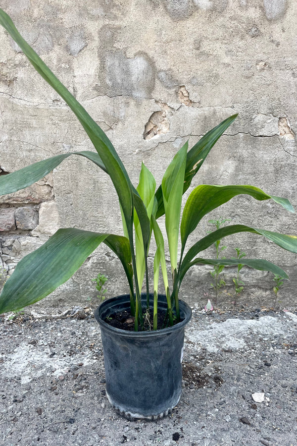 Photo of long green leaves of Aspidistra Cast Iron Plant in a nursery pot against a concrete wall