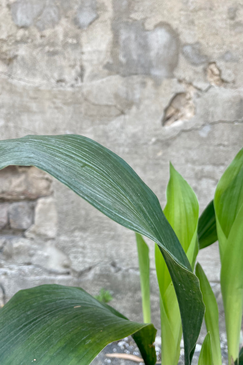 Close up photo of long green leaves of Aspidistra Cast Iron Plant against a concrete wall