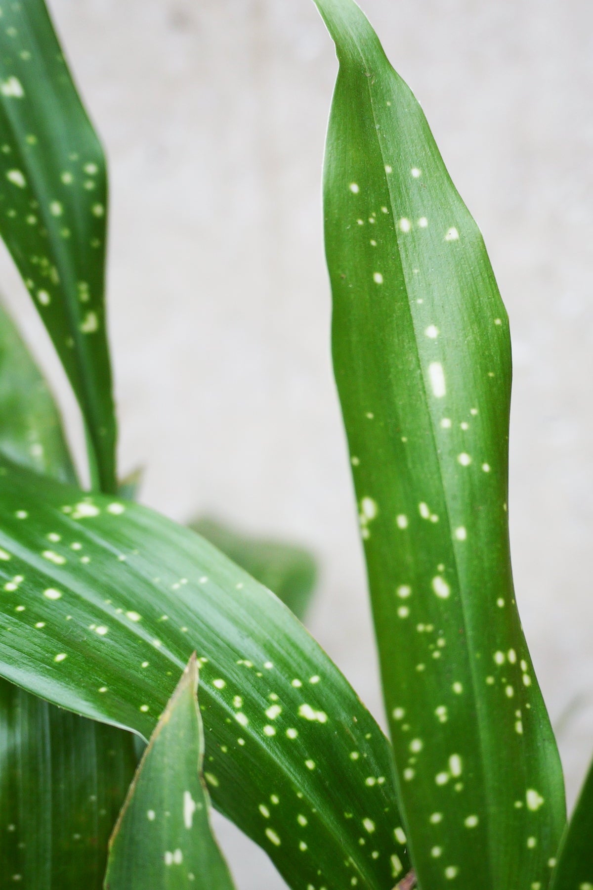 Aspidistra elatior 'Milky Way' Green leaves with white spots on a blurred background ©Sprout Home