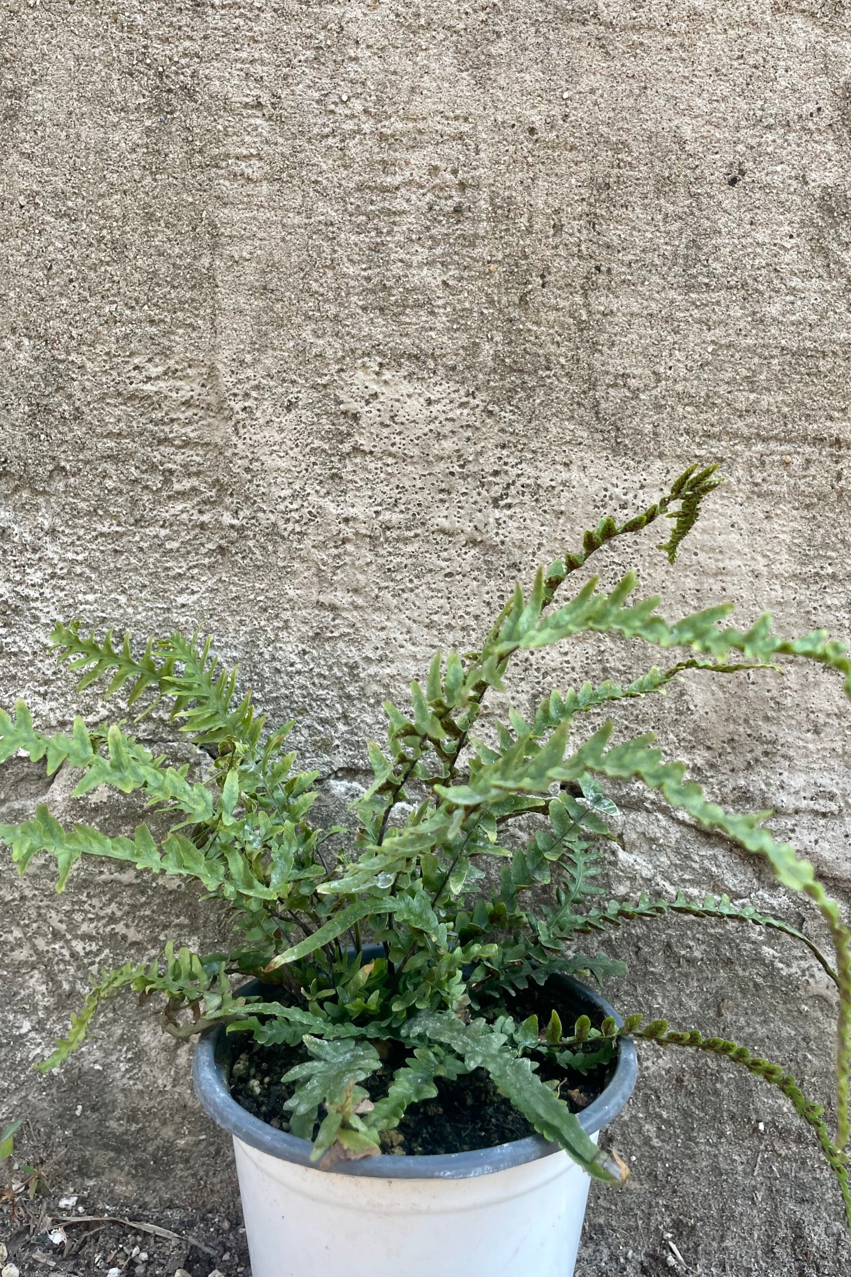 Photo of an Asplenium dragon fern in a white nursery pot against a gray concrete wall. ©Sprout Home