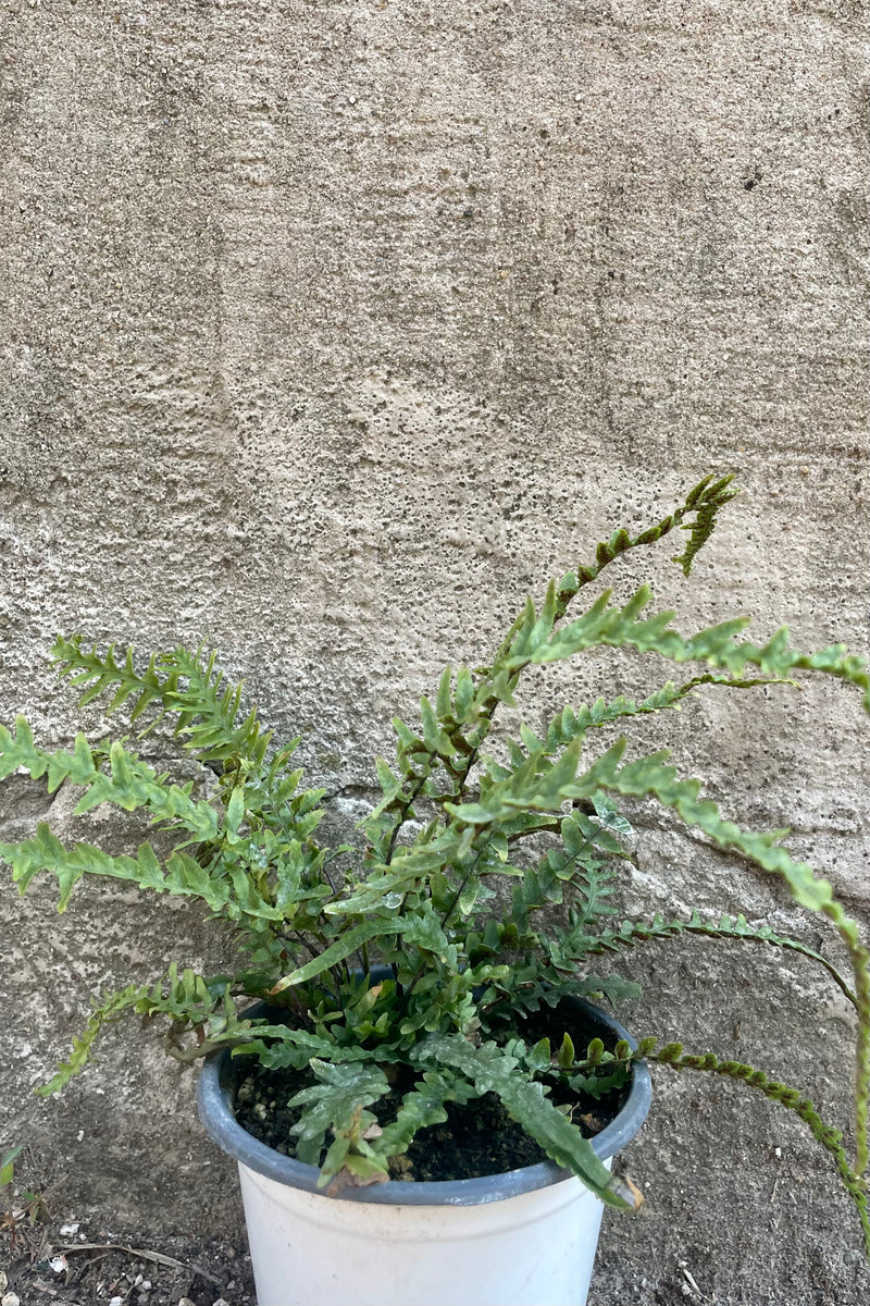 Photo of an Asplenium dragon fern in a white nursery pot against a gray concrete wall.