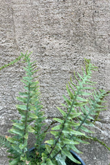 Close up photo of fine green leaves of Asplenbium dragon fern.