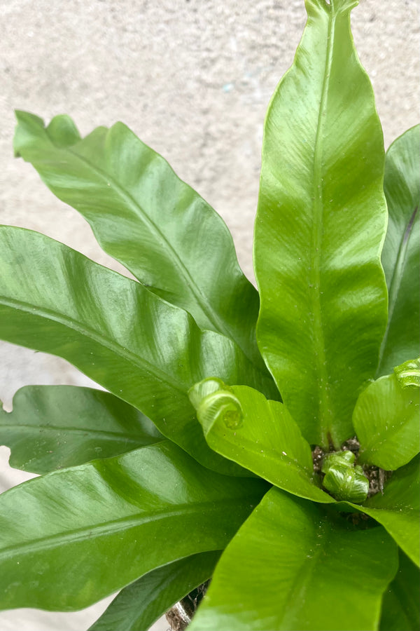 A detailed view of Asplenium antiquum 'Leslie' 4" against concrete backdrop