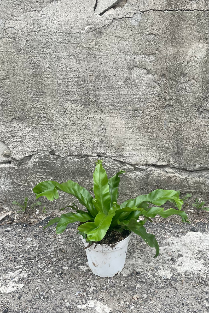 A full view of Asplenium antiquum 'Leslie' 4" in grow pot against concrete backdrop