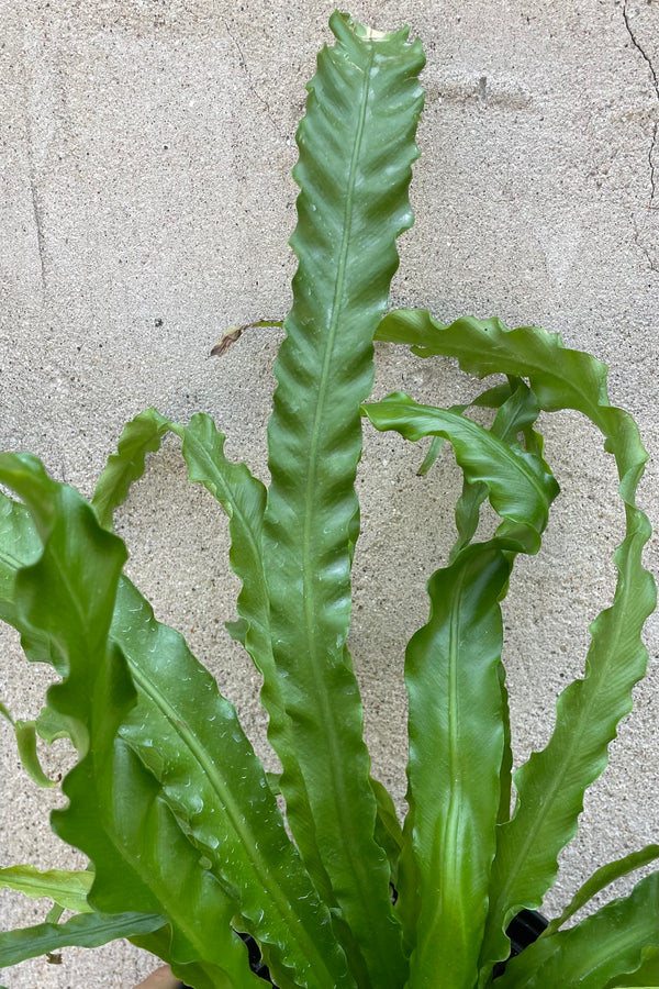 Detail picture of the green slender leaves of the Asplenium 'Victoria'