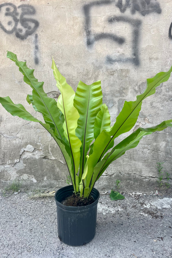 Asplenium nidus Bird's nest fern in a nursery pot against a concrete wall.