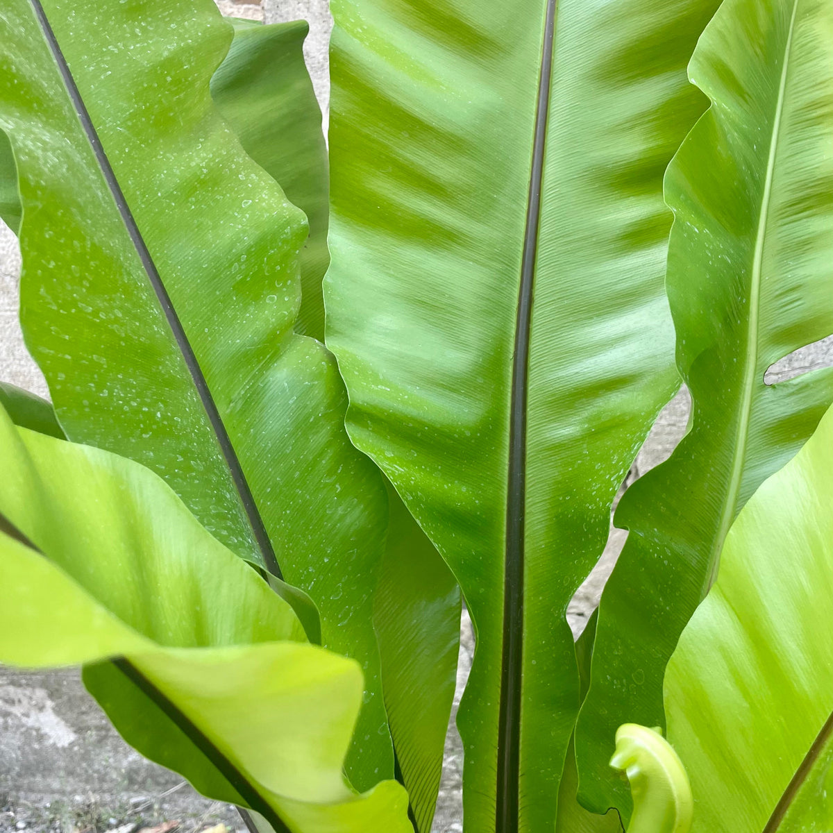 Asplenium nidus 